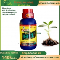 B1 thái lan, kích rễ B1, thuốc thái kích kei, phân bón lan hiệu quả, vitamin b1, vitamin b1 thailand