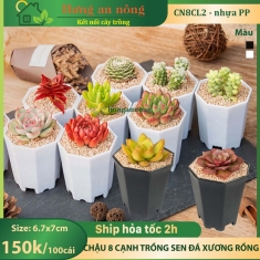 CN8CL2 - sét 100 chậu 8 cạnh nhựa PP chuyên trồng bonsai mini, sen đá xương rồng để bàn size 6.7x7cm