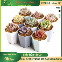 CNM8CL1 - Sét 100 chậu 8 cạnh chuyên trồng sen đá xương rồng bonsai nhựa PP dầy gần 2mm size 9cm