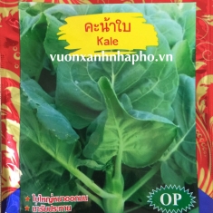 RAU CẢI RỔ - KALE - OP